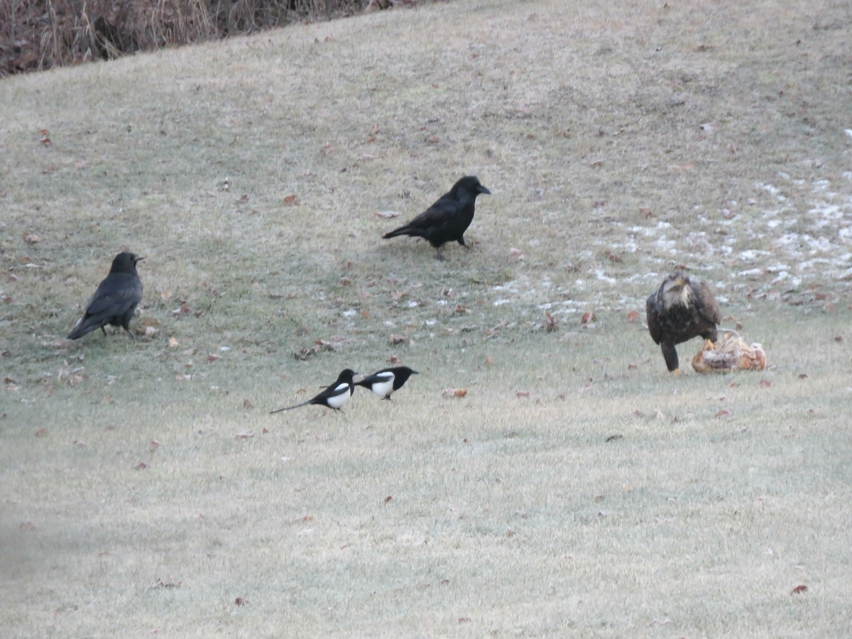 Bald Eagle - ML189936761