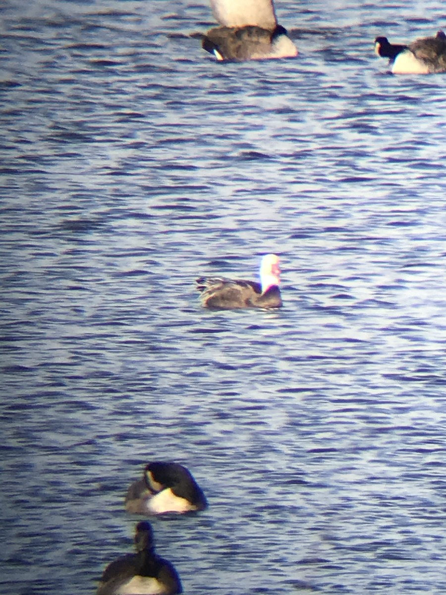 Ánsar Nival - ML189937091