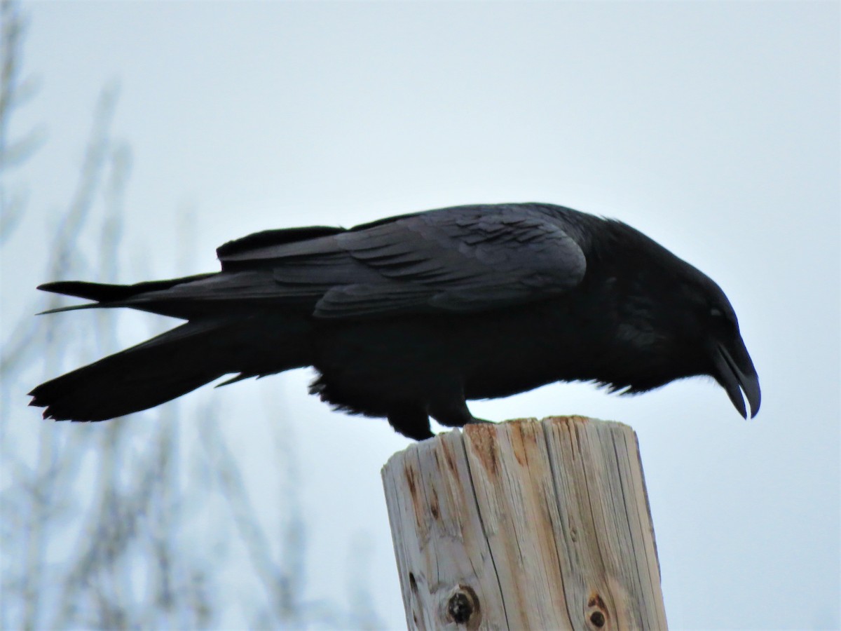 Common Raven - ML189937551