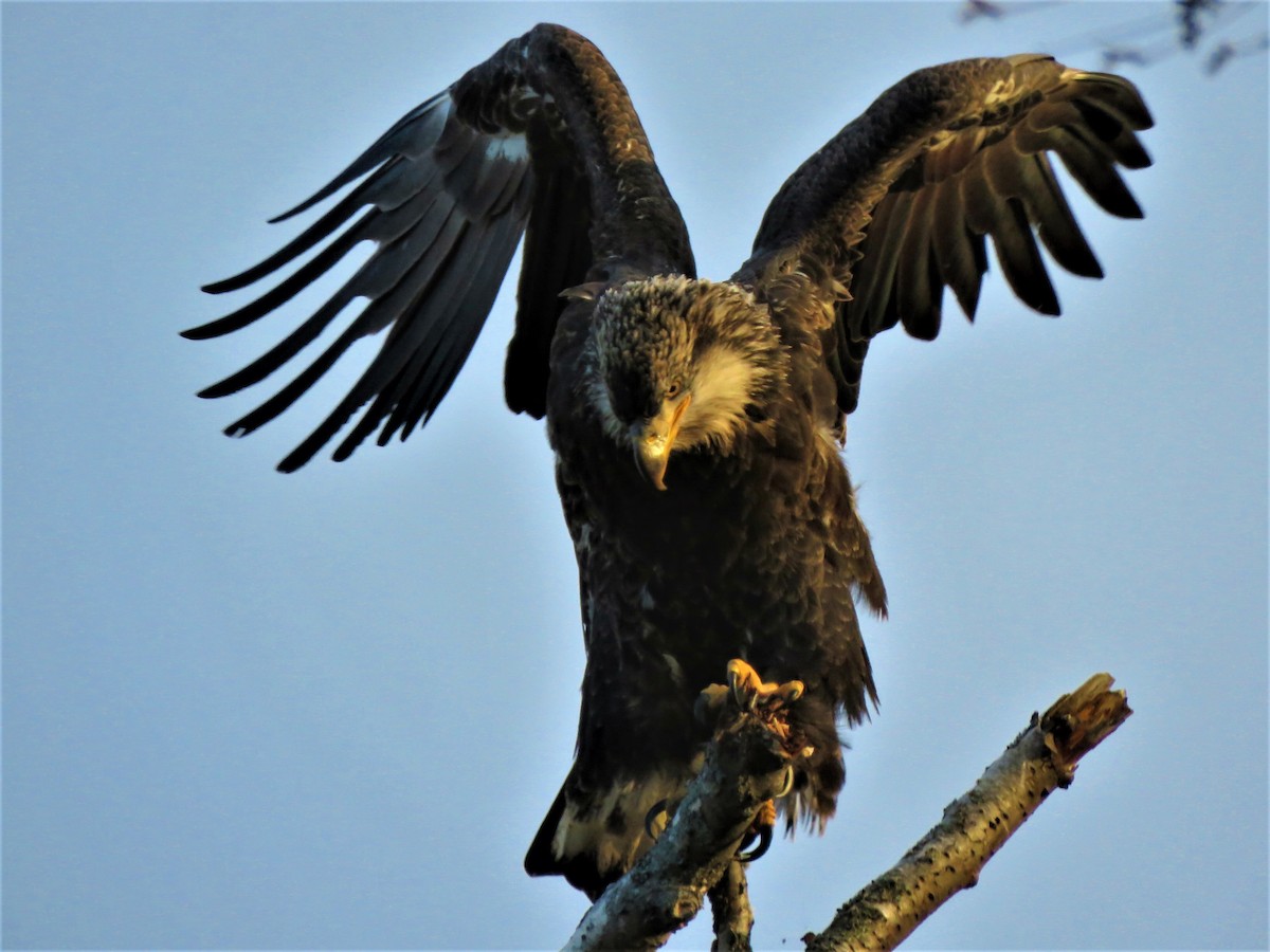 Weißkopf-Seeadler - ML189937751