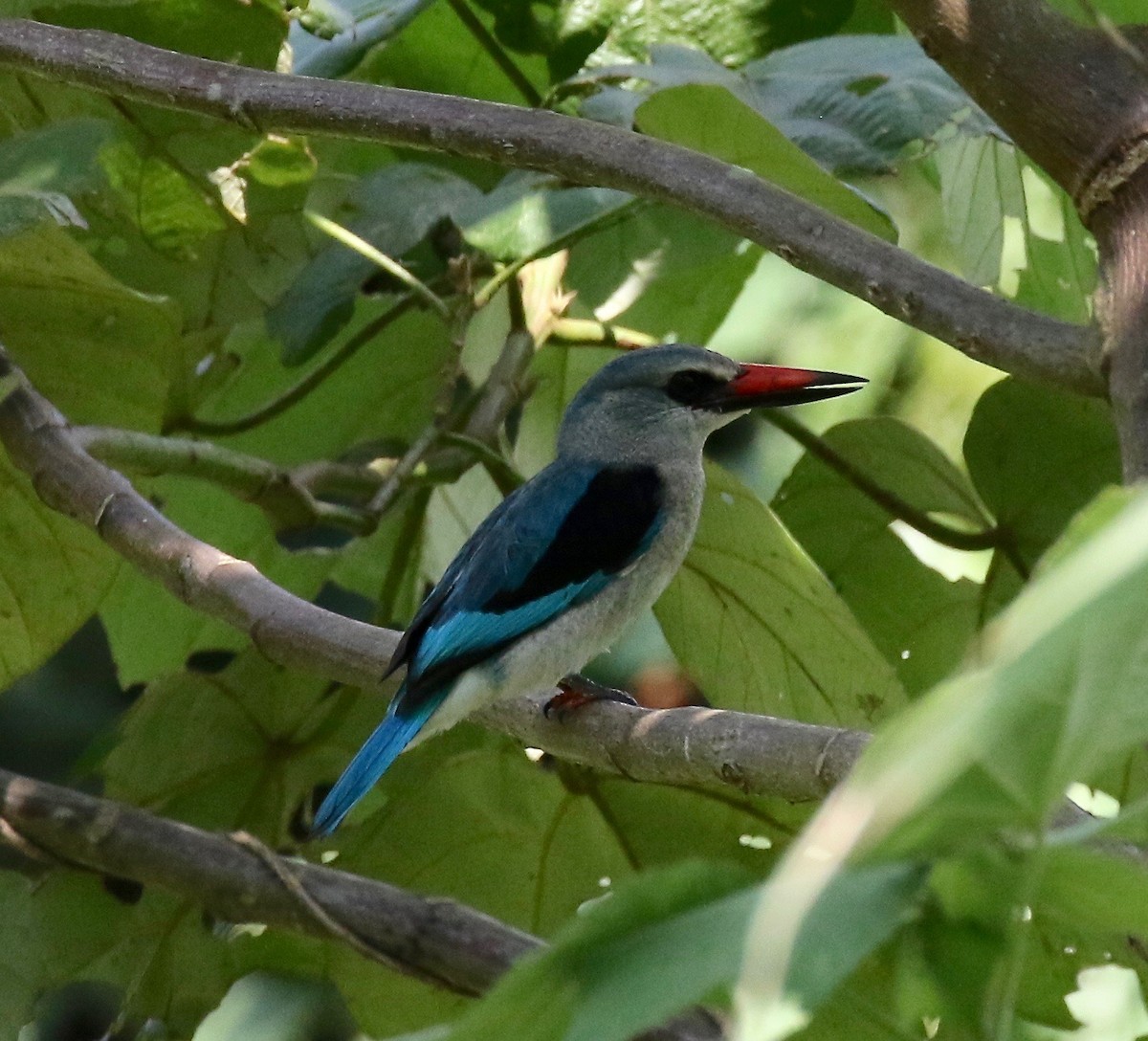 Woodland Kingfisher - Sandy Vorpahl