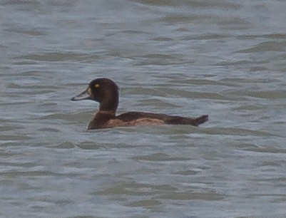 Tufted Duck - Lainie Berry