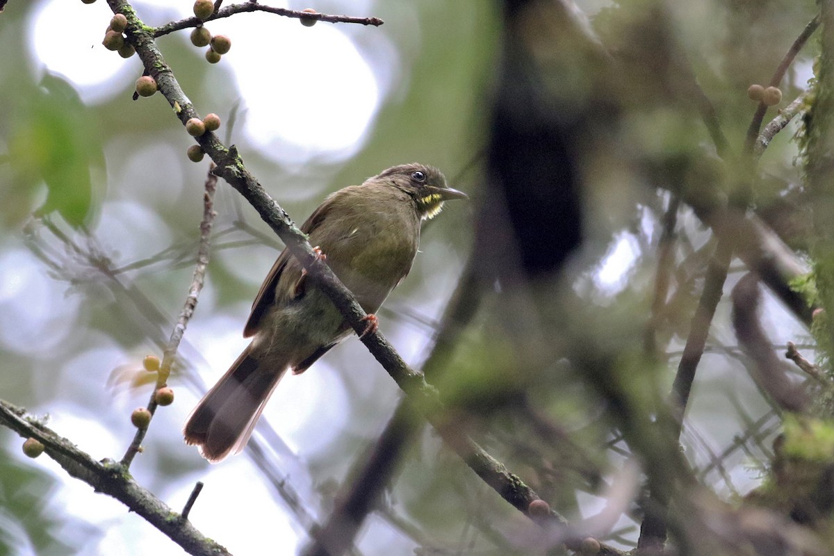 Bulbul à moustaches jaunes - ML189939991