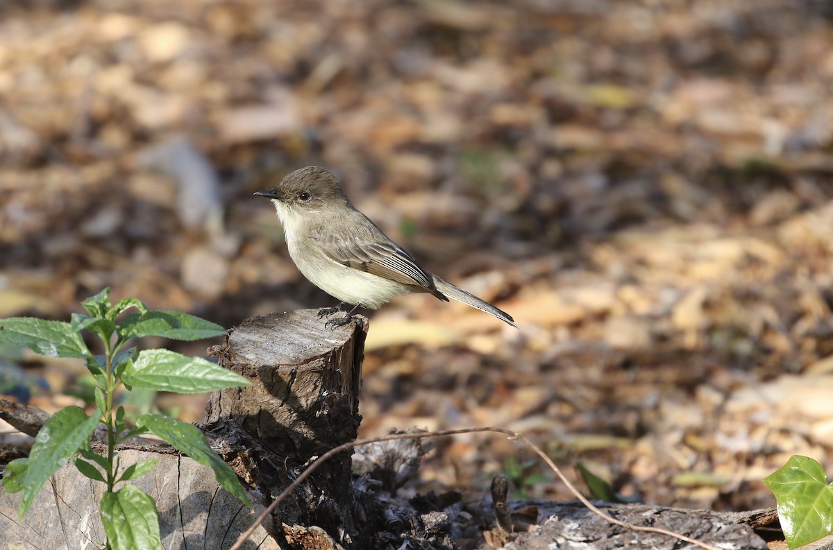 Eastern Phoebe - ML189940421