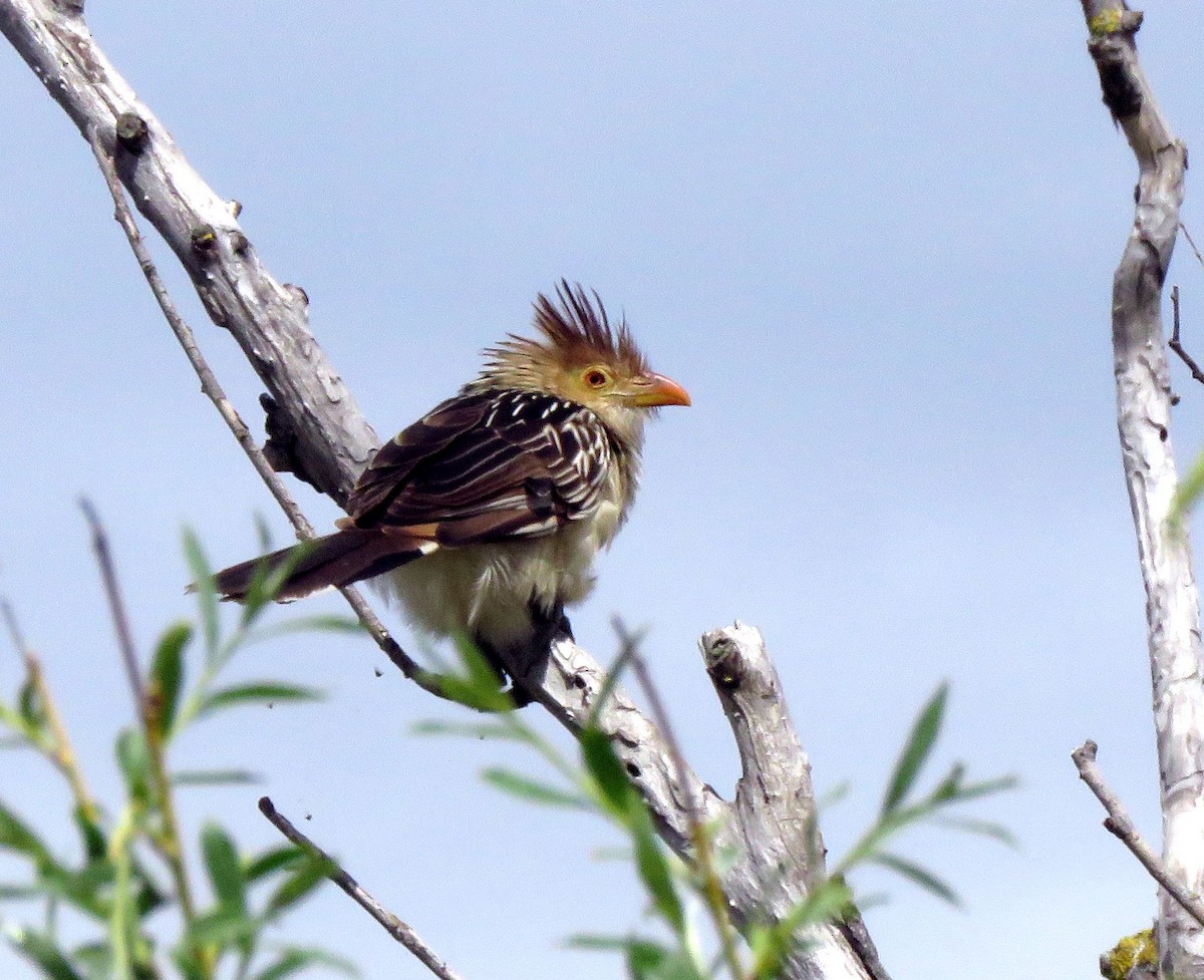 Guira Cuckoo - ML189941271