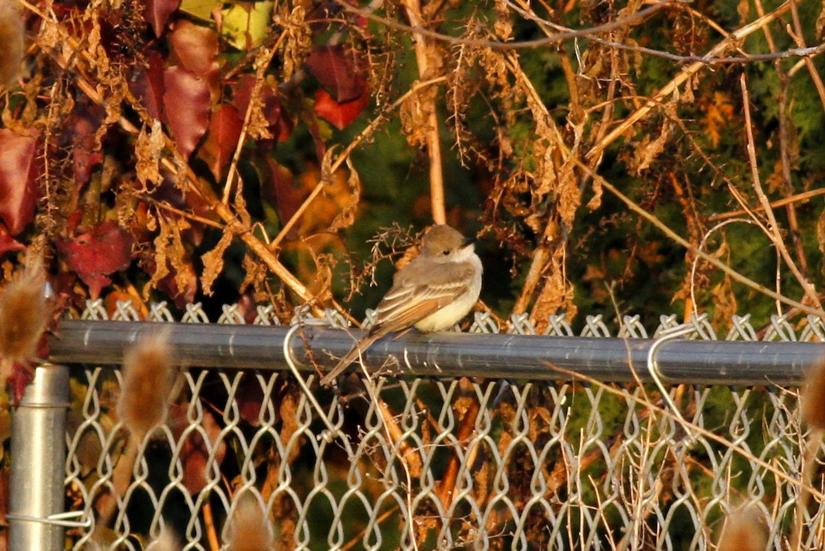 Ash-throated Flycatcher - ML189941371