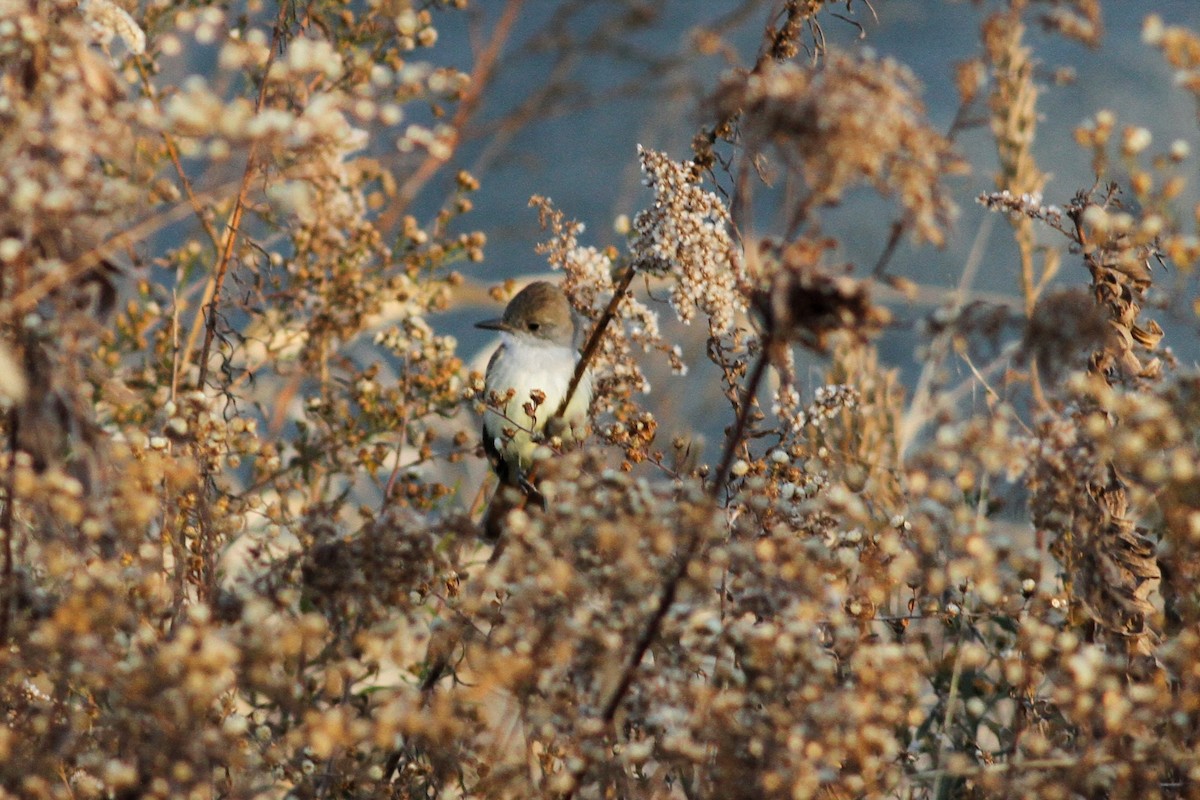 Ash-throated Flycatcher - ML189941381