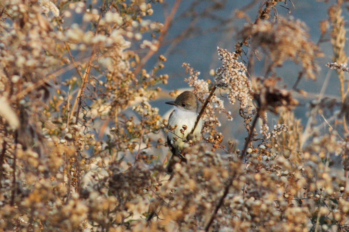 Ash-throated Flycatcher - ML189941391