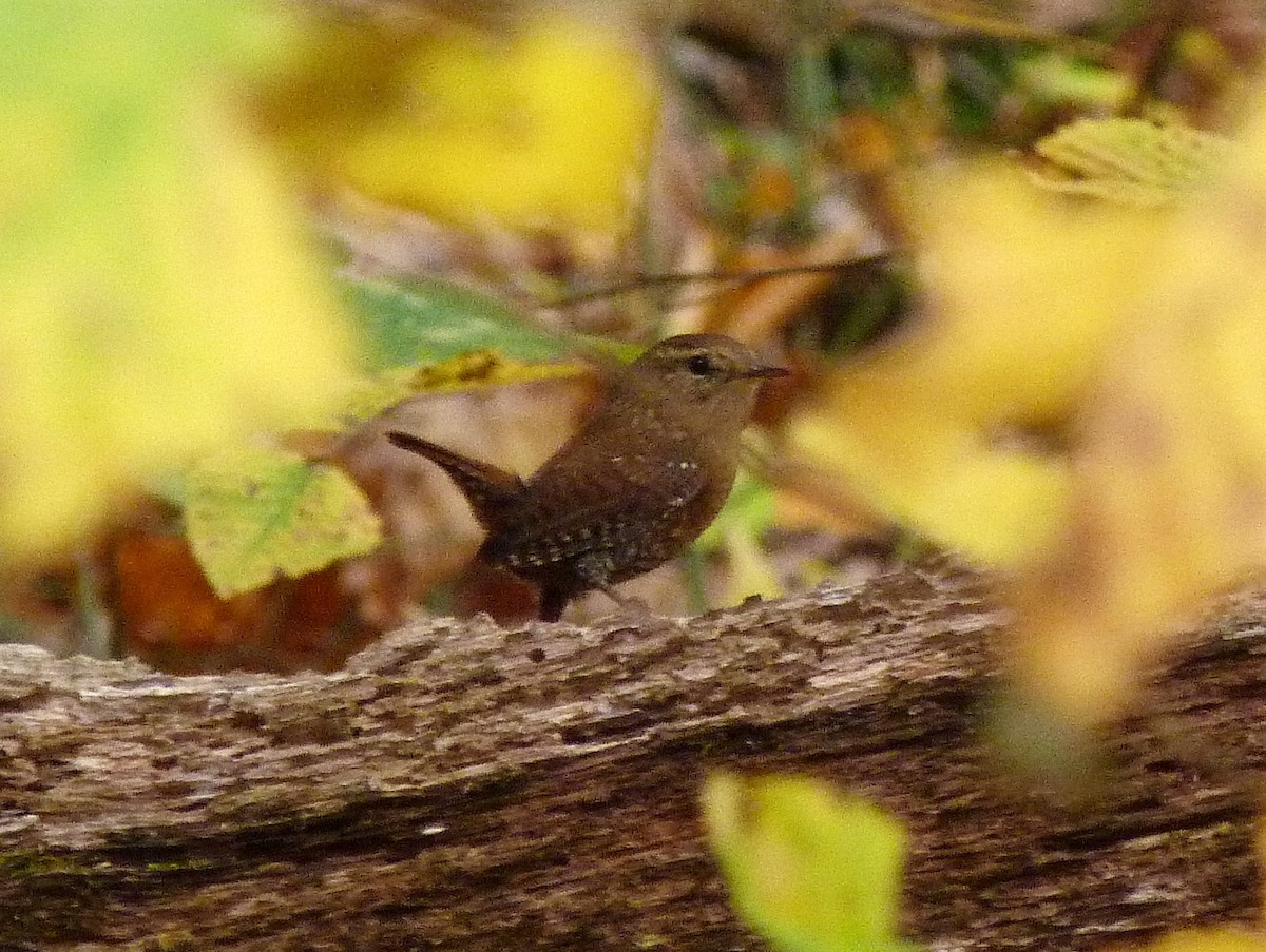 Winter Wren - ML189941461