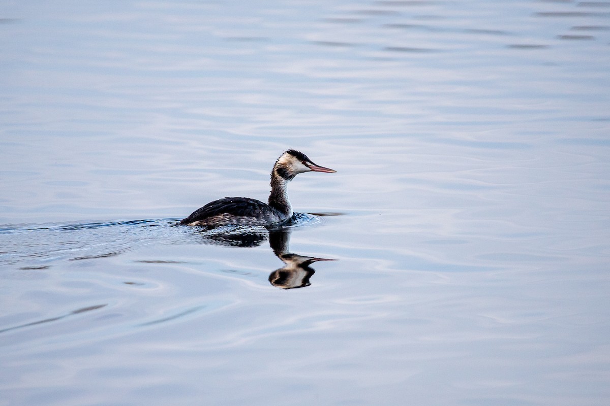 Great Crested Grebe - ML189942381