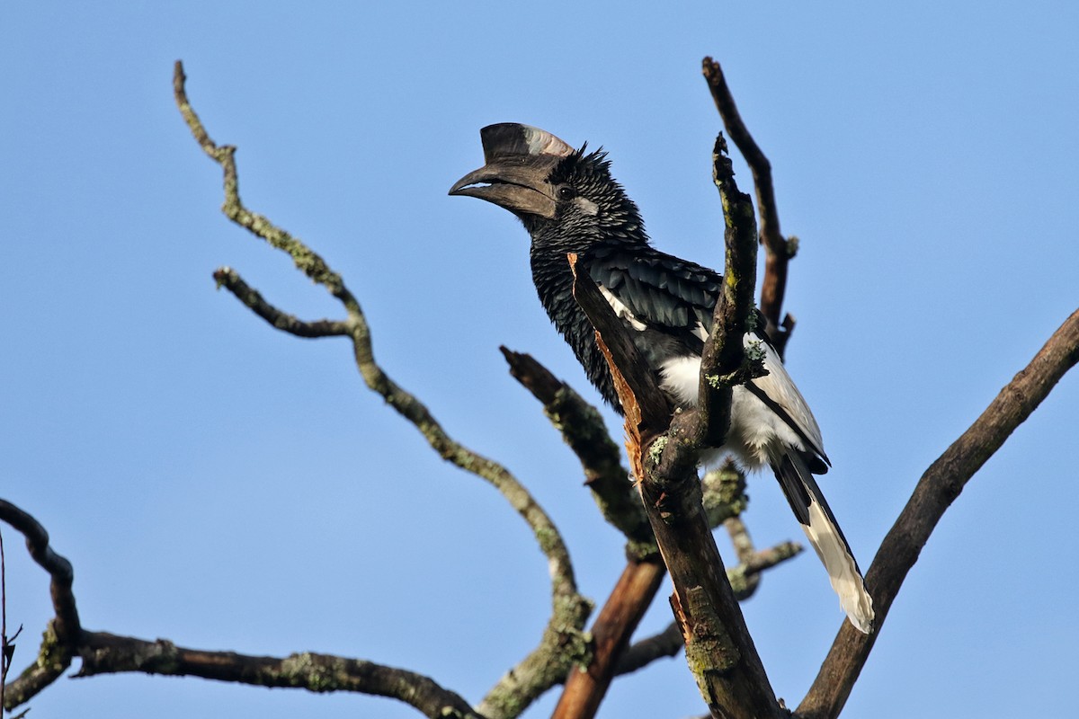 Black-and-white-casqued Hornbill - ML189943031