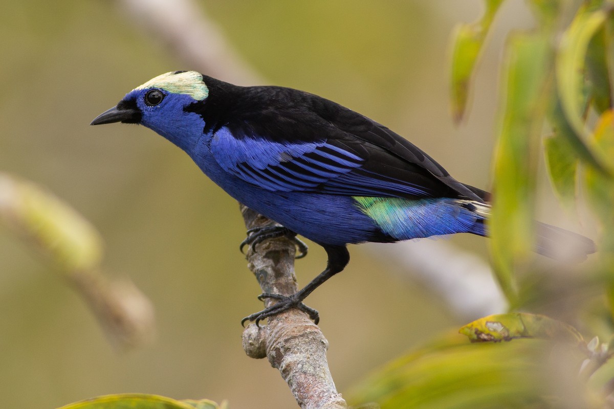 Opal-crowned Tanager - Angus Pritchard