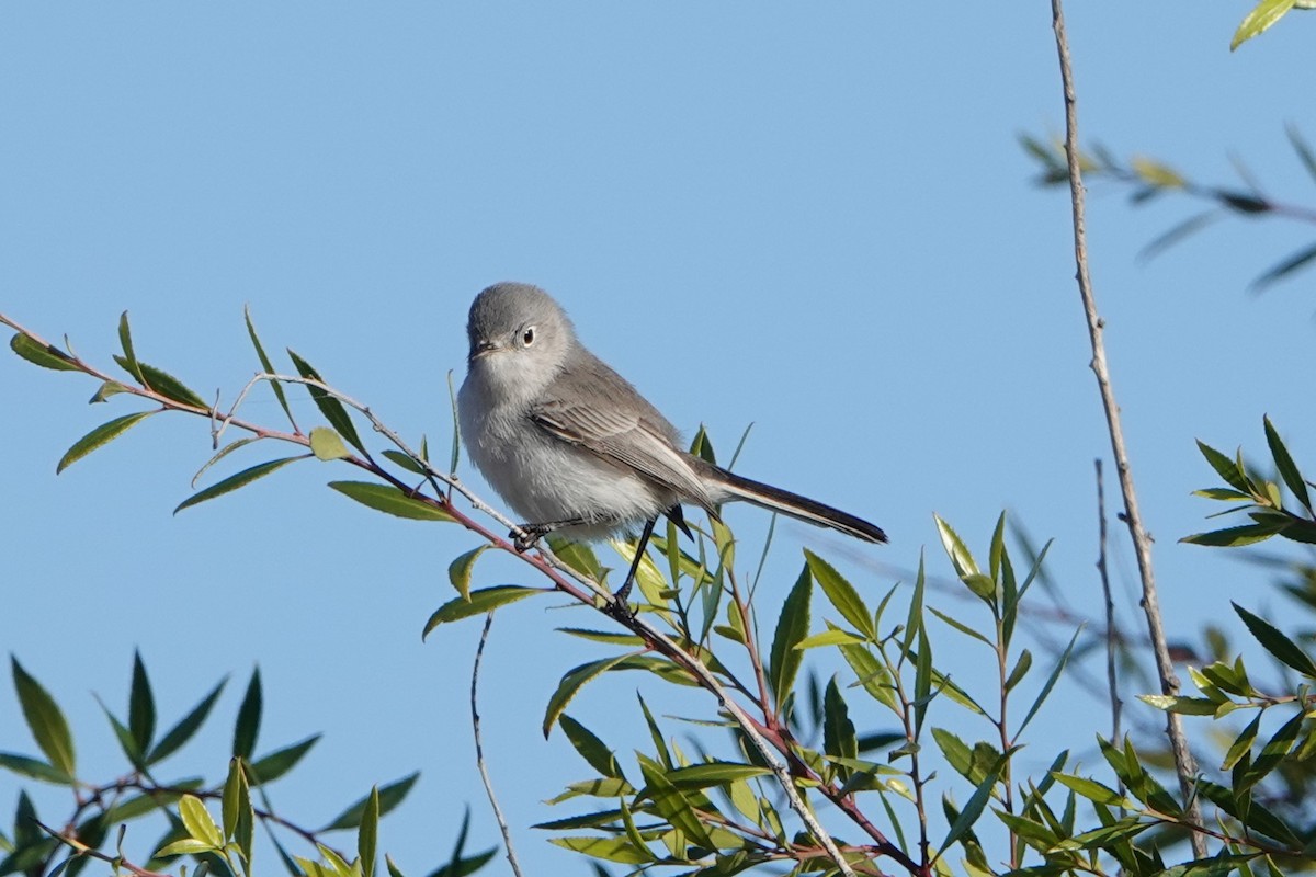Blue-gray Gnatcatcher - ML189944671