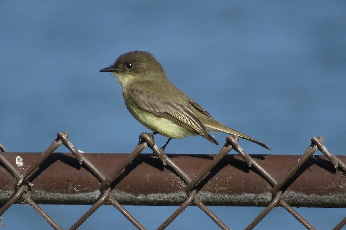 Eastern Phoebe - ML189947061