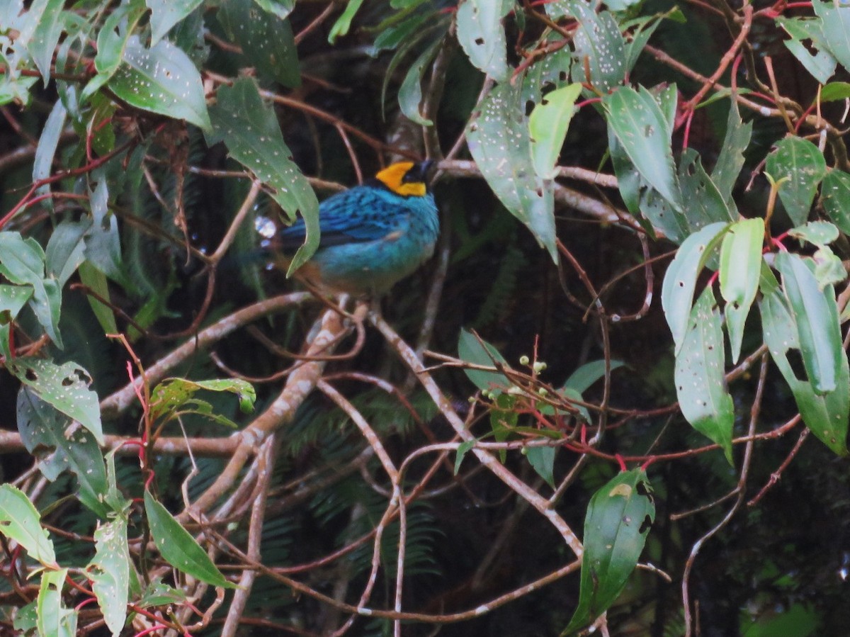Saffron-crowned Tanager - ML189947401