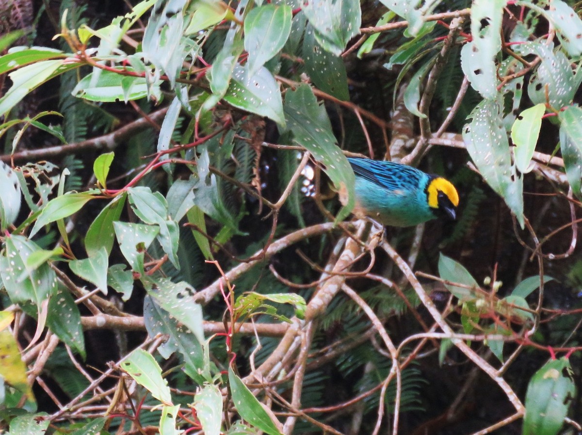 Saffron-crowned Tanager - ML189947411