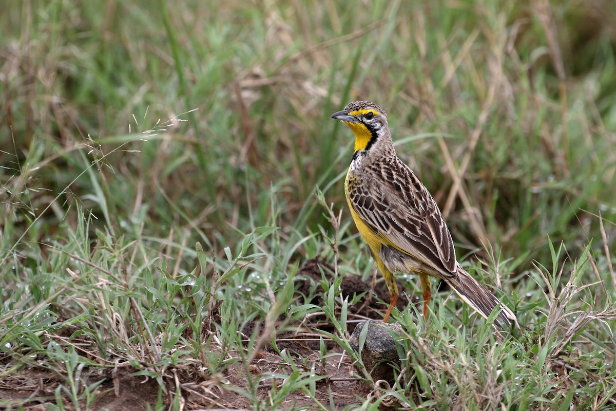Yellow-throated Longclaw - Charley Hesse TROPICAL BIRDING