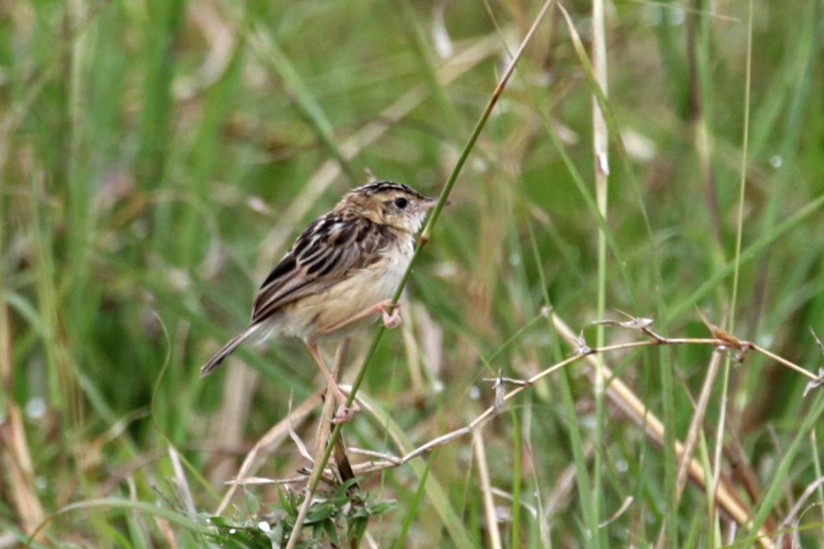 Black-backed Cisticola - ML189948311