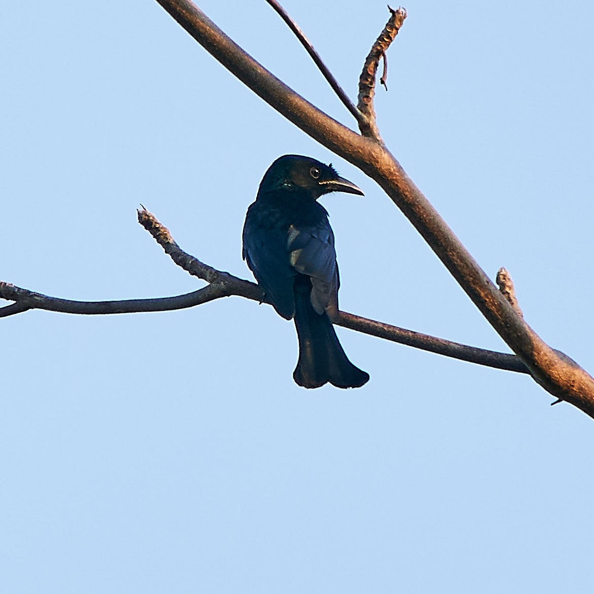 Hair-crested Drongo (Hair-crested) - Steven Cheong