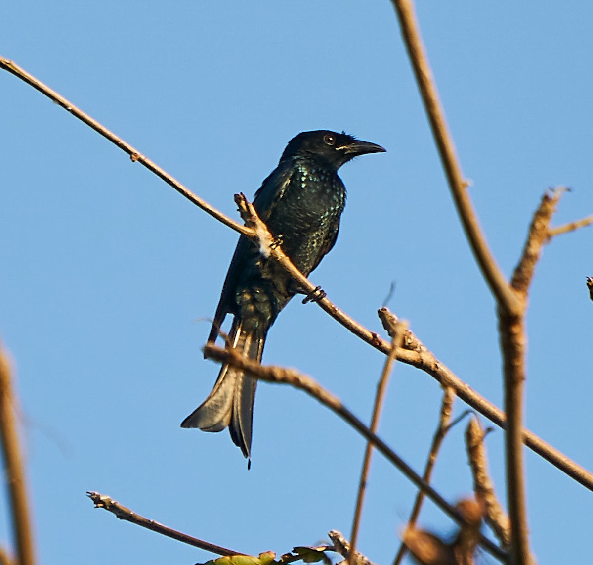 hårdrongo (hottentottus/brevirostris) - ML189948861