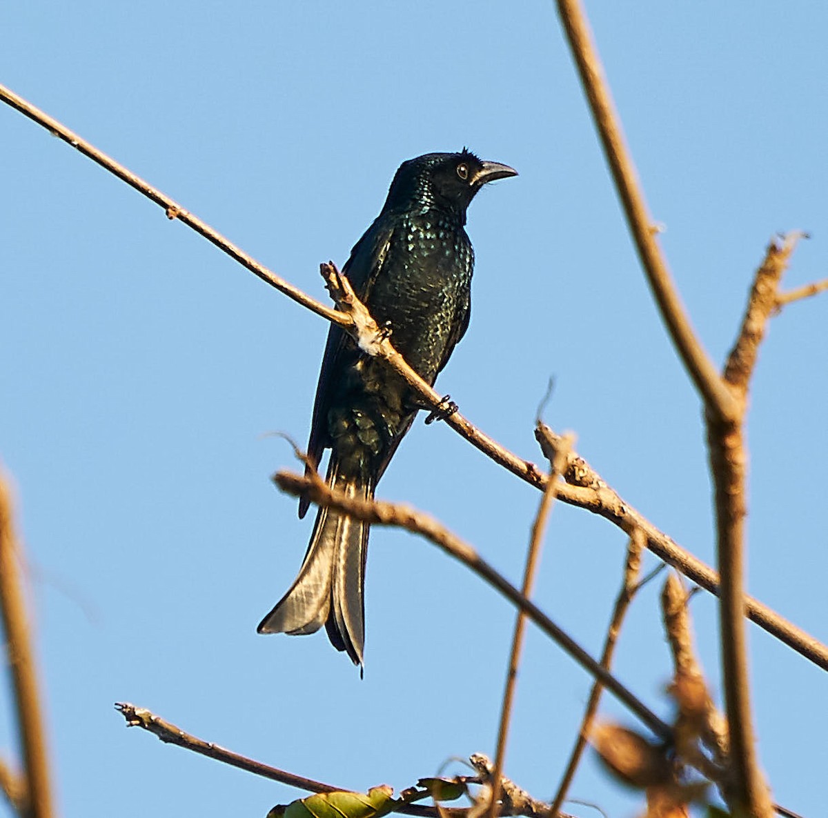 Hair-crested Drongo (Hair-crested) - Steven Cheong