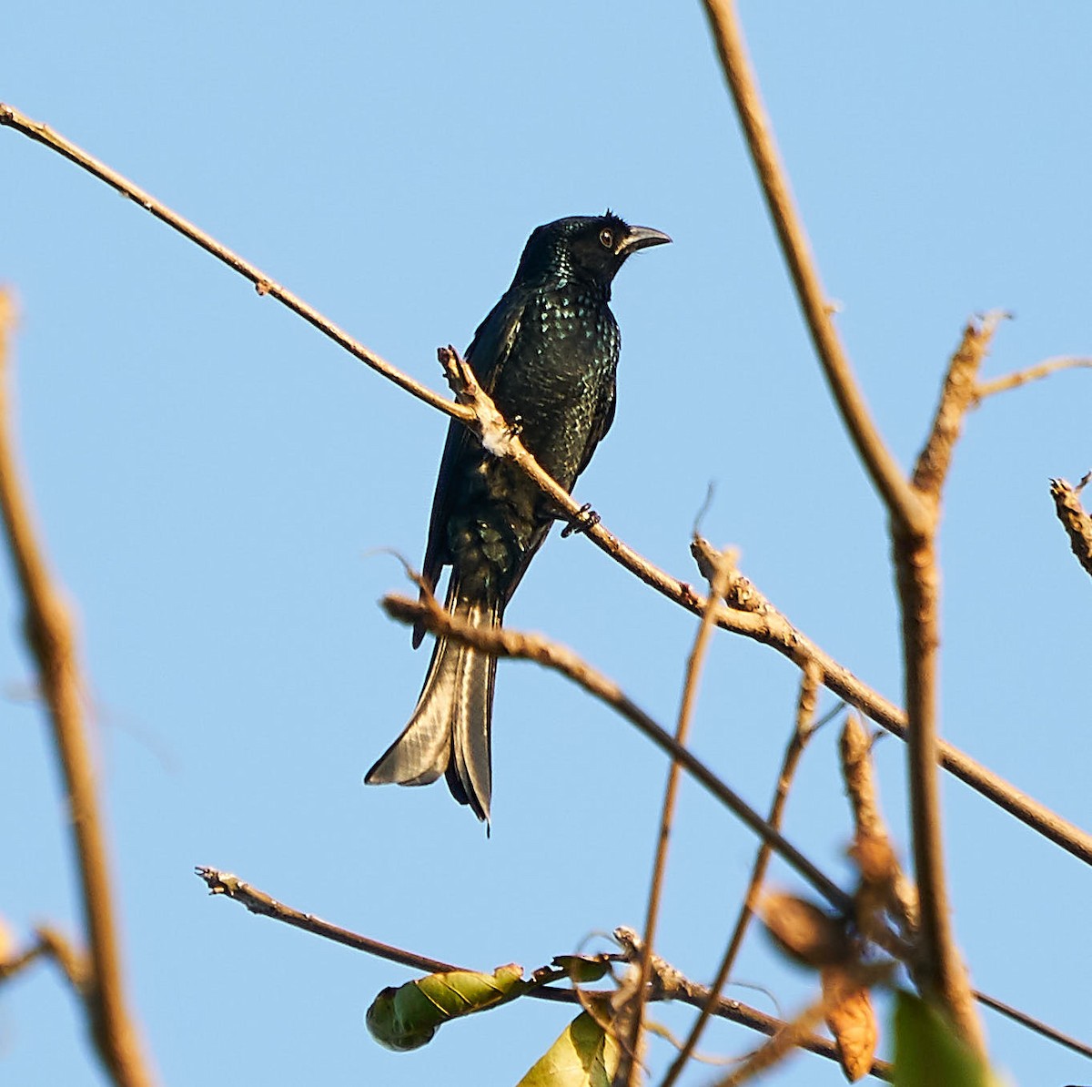 髮冠卷尾(hottentottus/brevirostris) - ML189948891