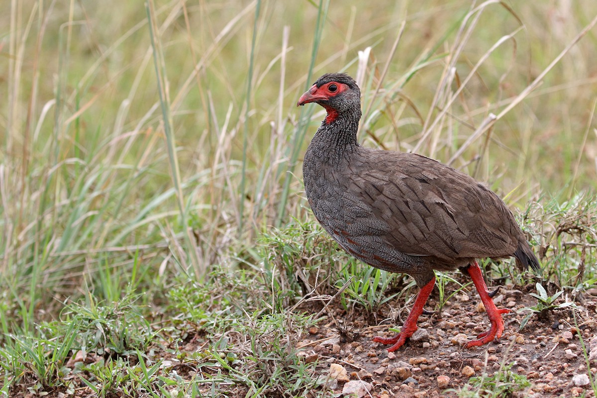 Red-necked Spurfowl - ML189949181