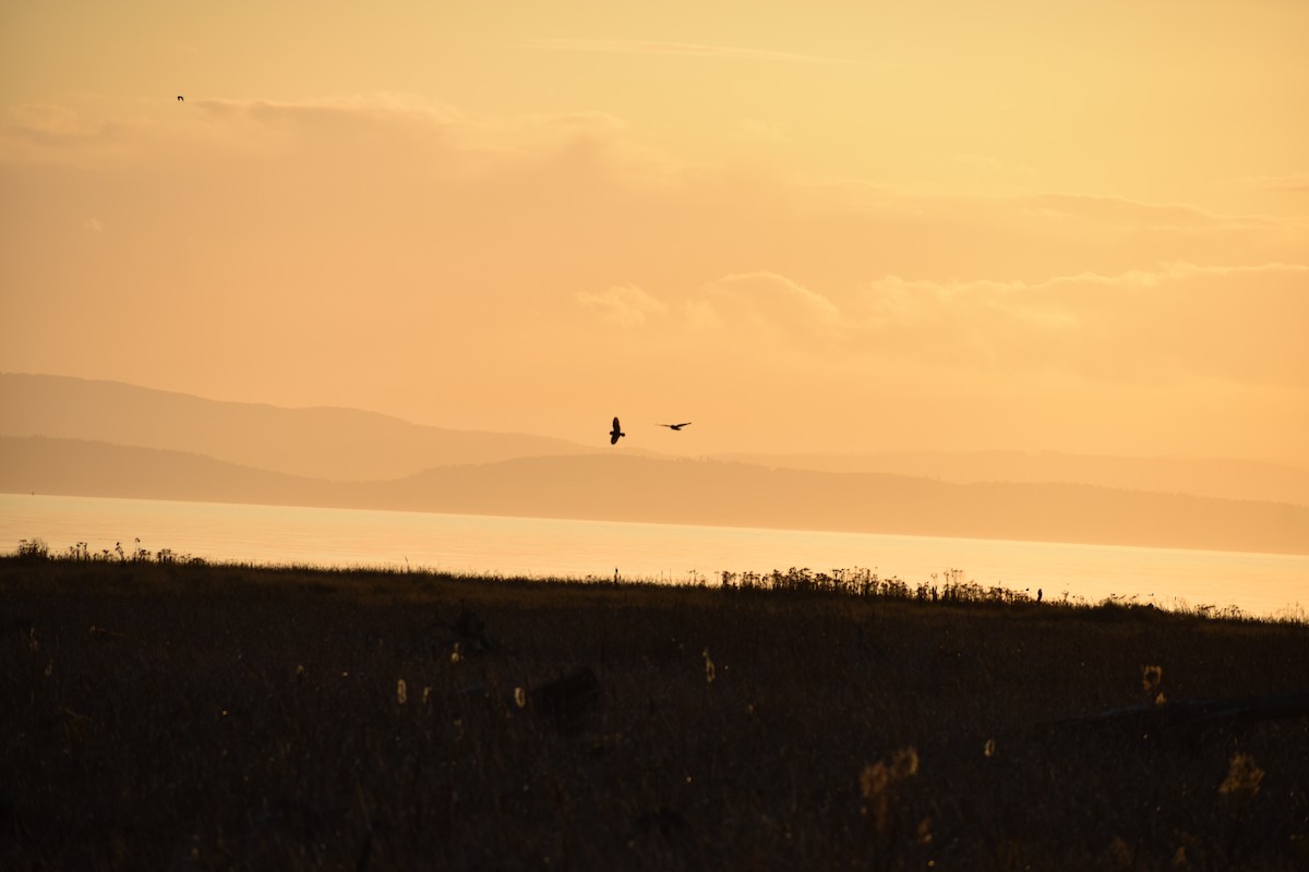 Short-eared Owl - ML189950461