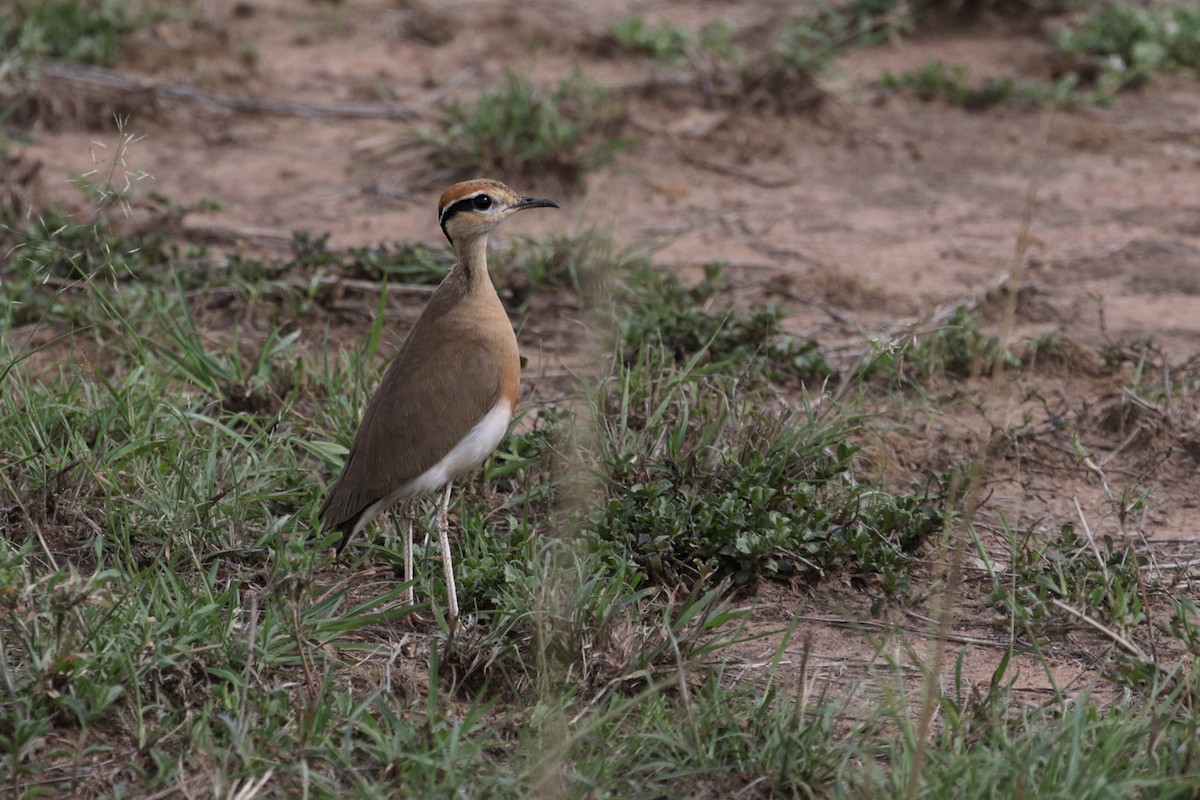 Temminck's Courser - ML189951531