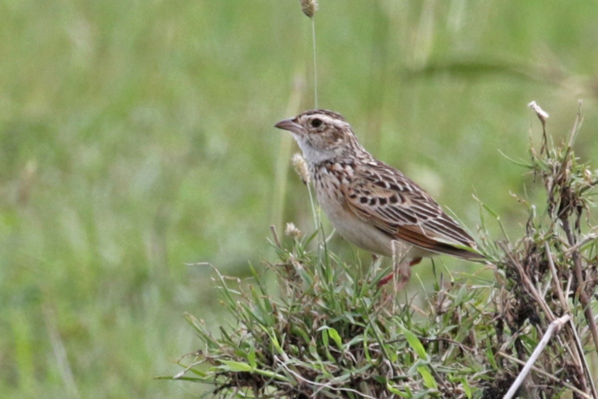 Melodious Lark - Charley Hesse TROPICAL BIRDING