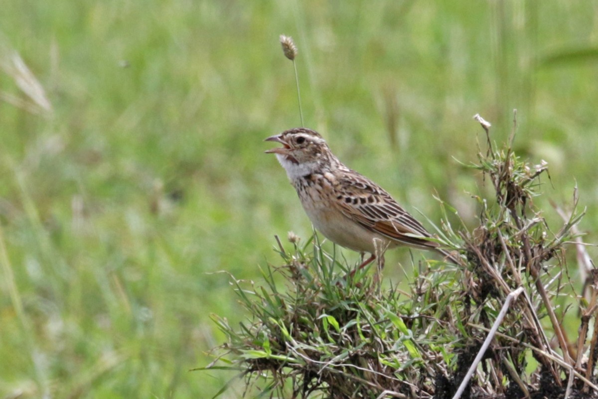 Melodious Lark - Charley Hesse TROPICAL BIRDING