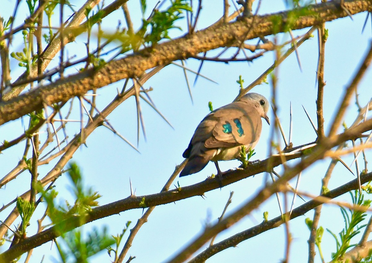 Emerald-spotted Wood-Dove - ML189952341