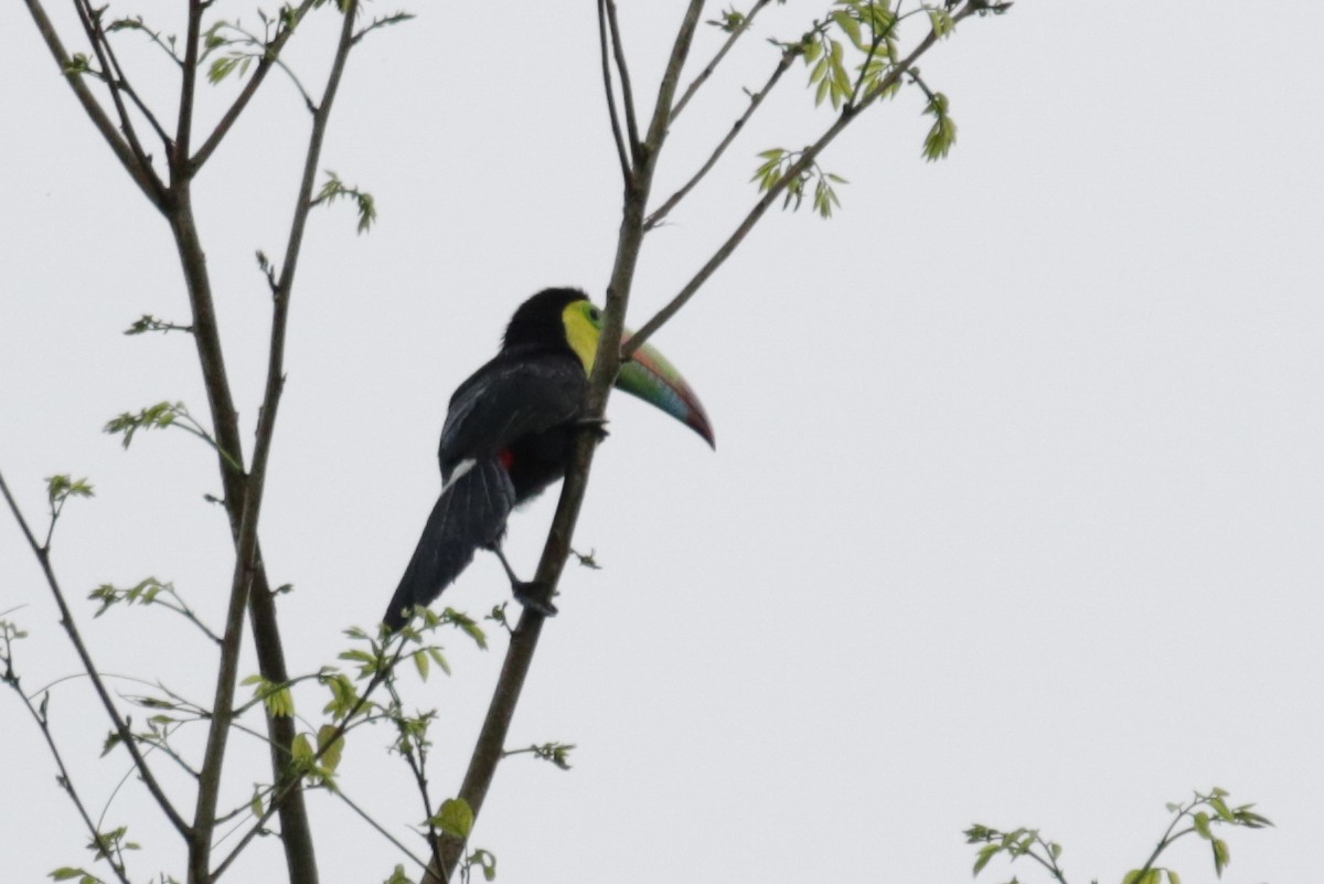 Keel-billed Toucan - Cameron Eckert