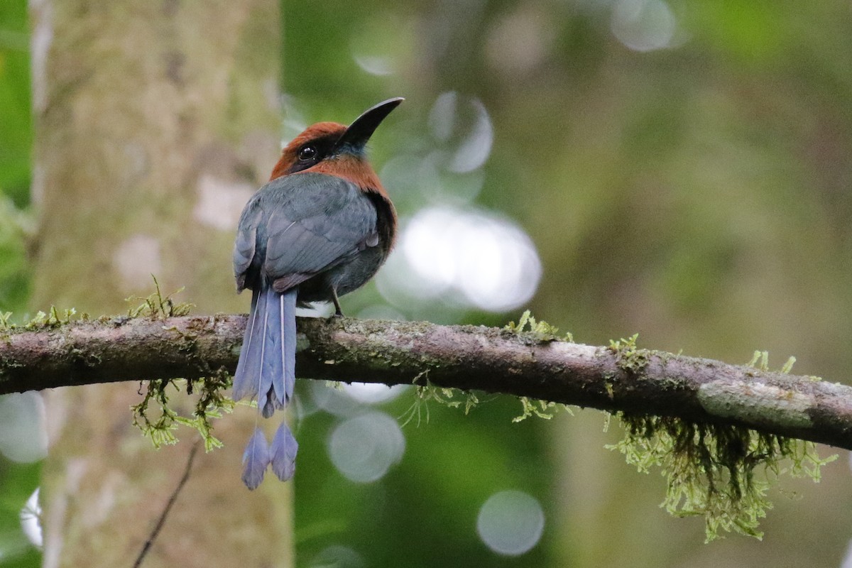 Plattschnabelmotmot - ML189954431