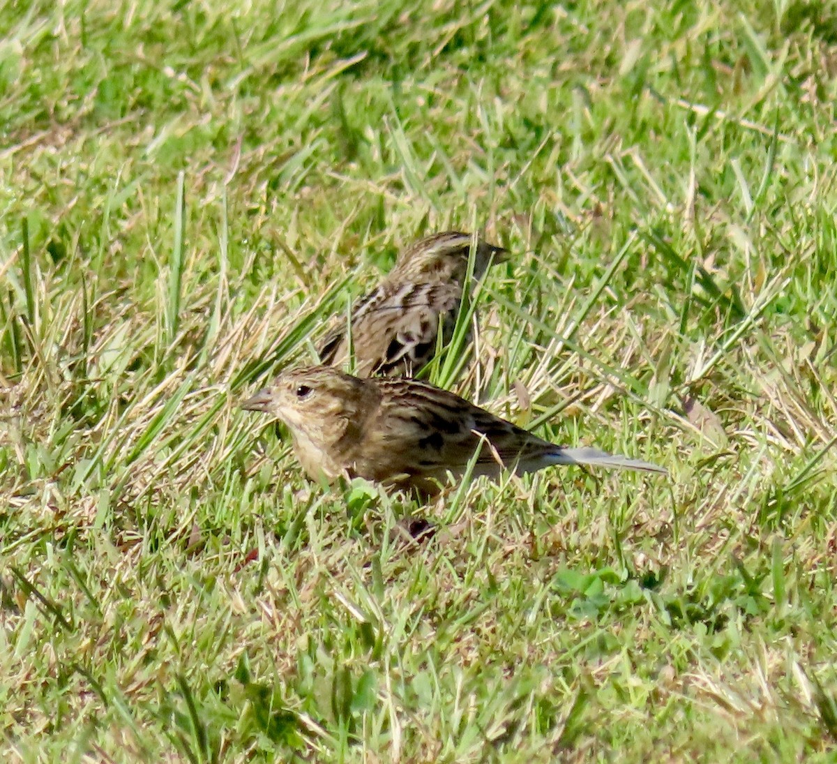 Chestnut-collared Longspur - ML189956461
