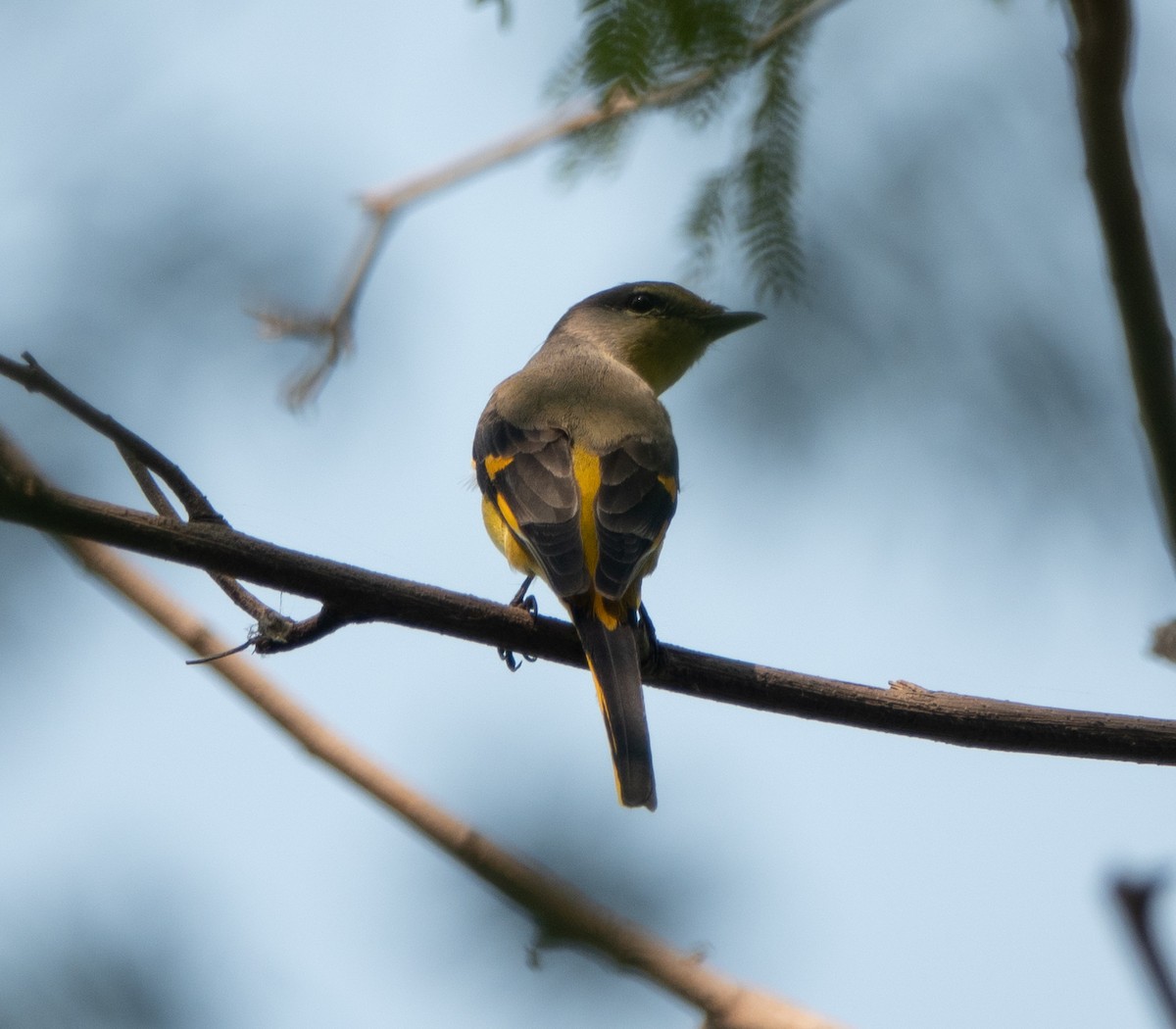 Long-tailed Minivet - ML189957721