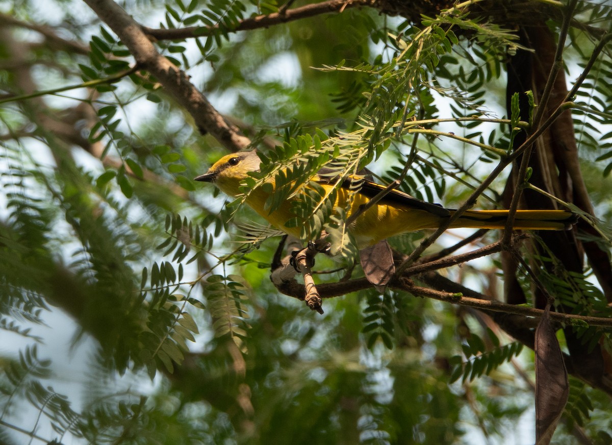 Long-tailed Minivet - ML189957761