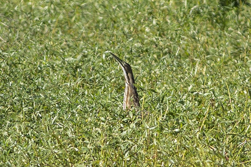 American Bittern - ML189957951