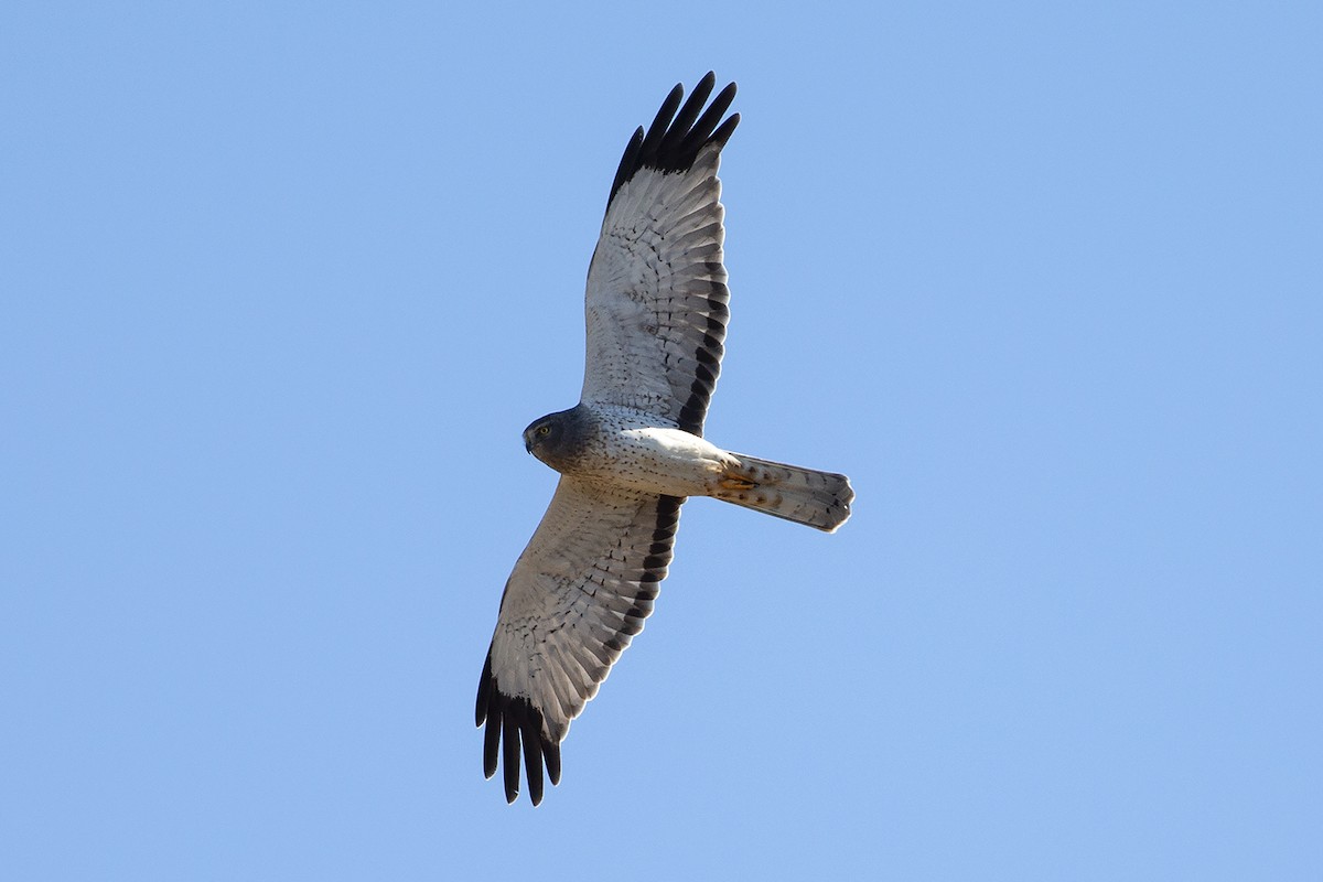 Northern Harrier - ML189957971