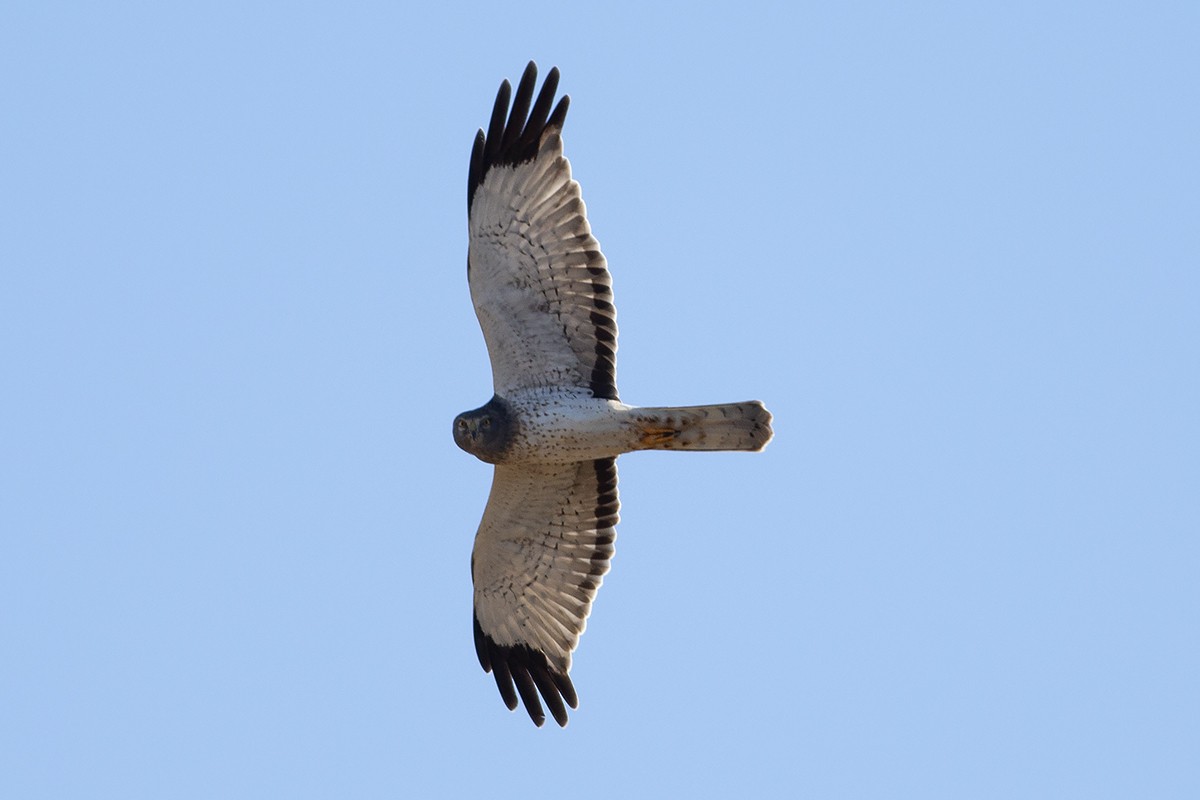 Northern Harrier - ML189957991