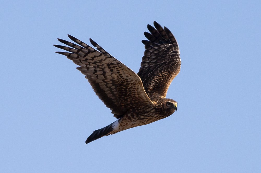 Northern Harrier - ML189958001