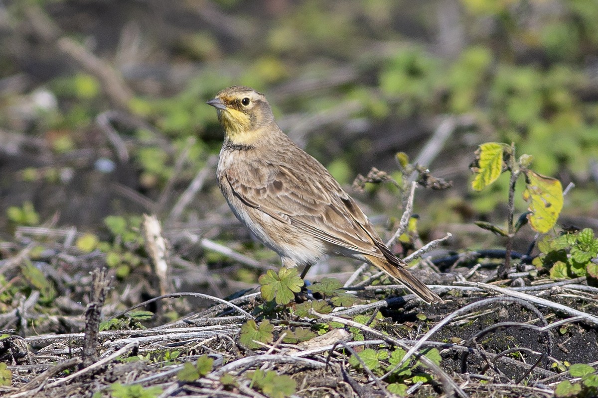 Horned Lark - ML189958031