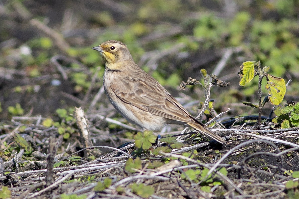 Horned Lark - ML189958041