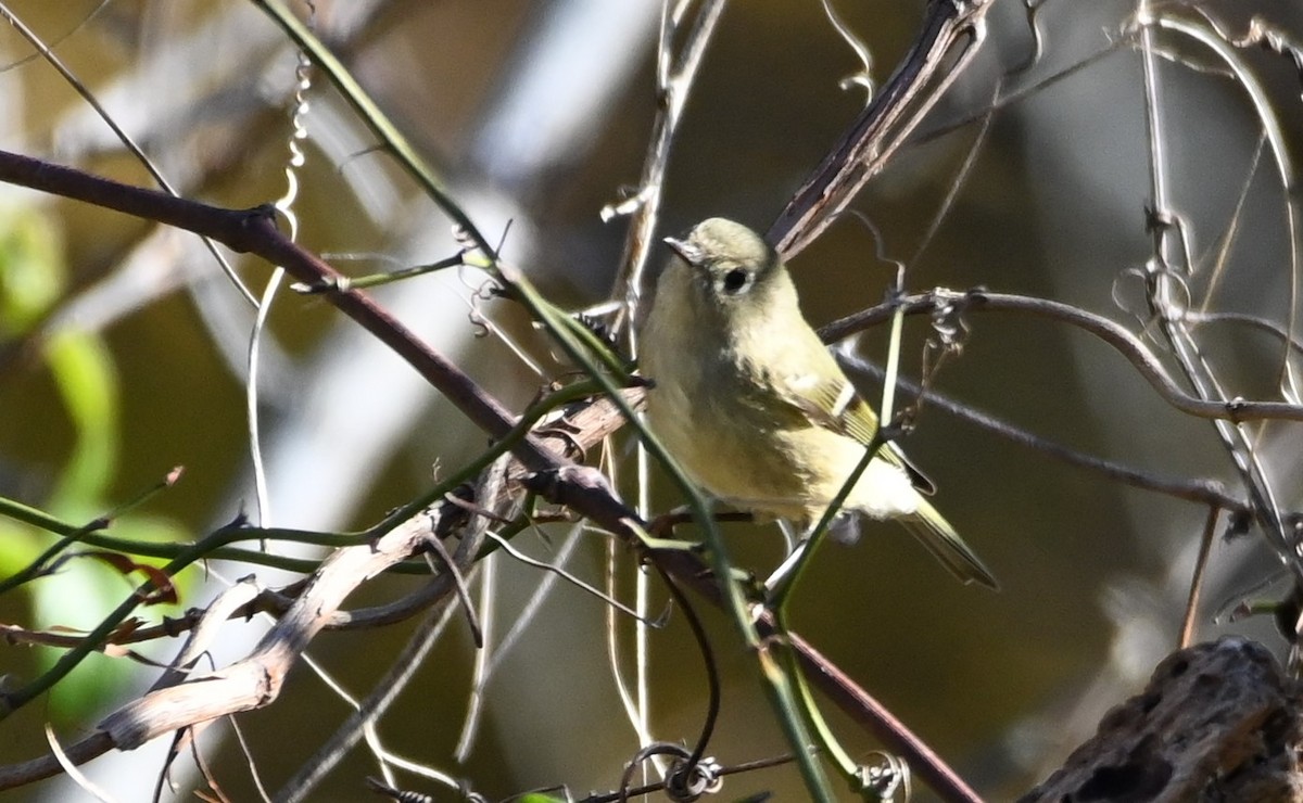 Ruby-crowned Kinglet - ML189958071