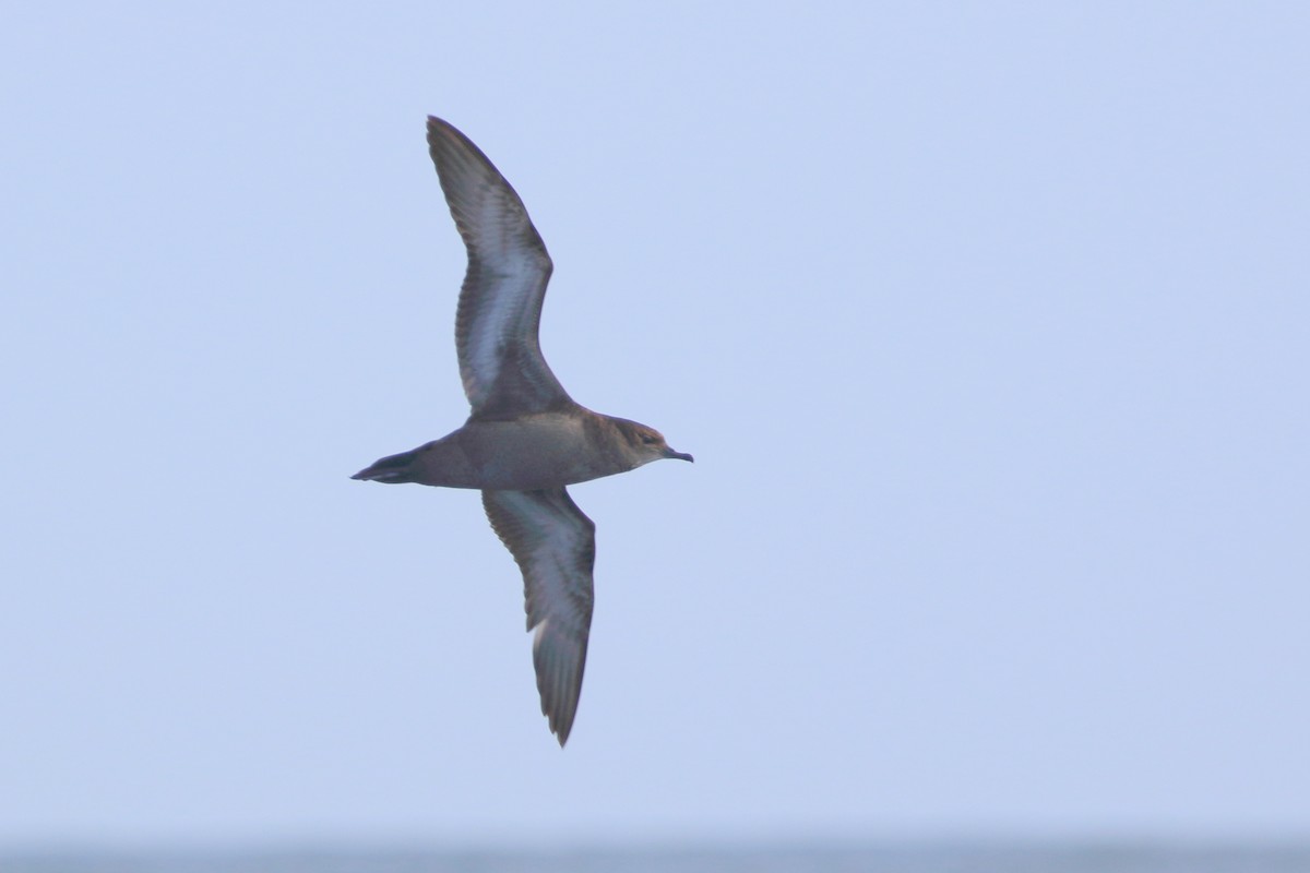 Short-tailed Shearwater - ML189959631