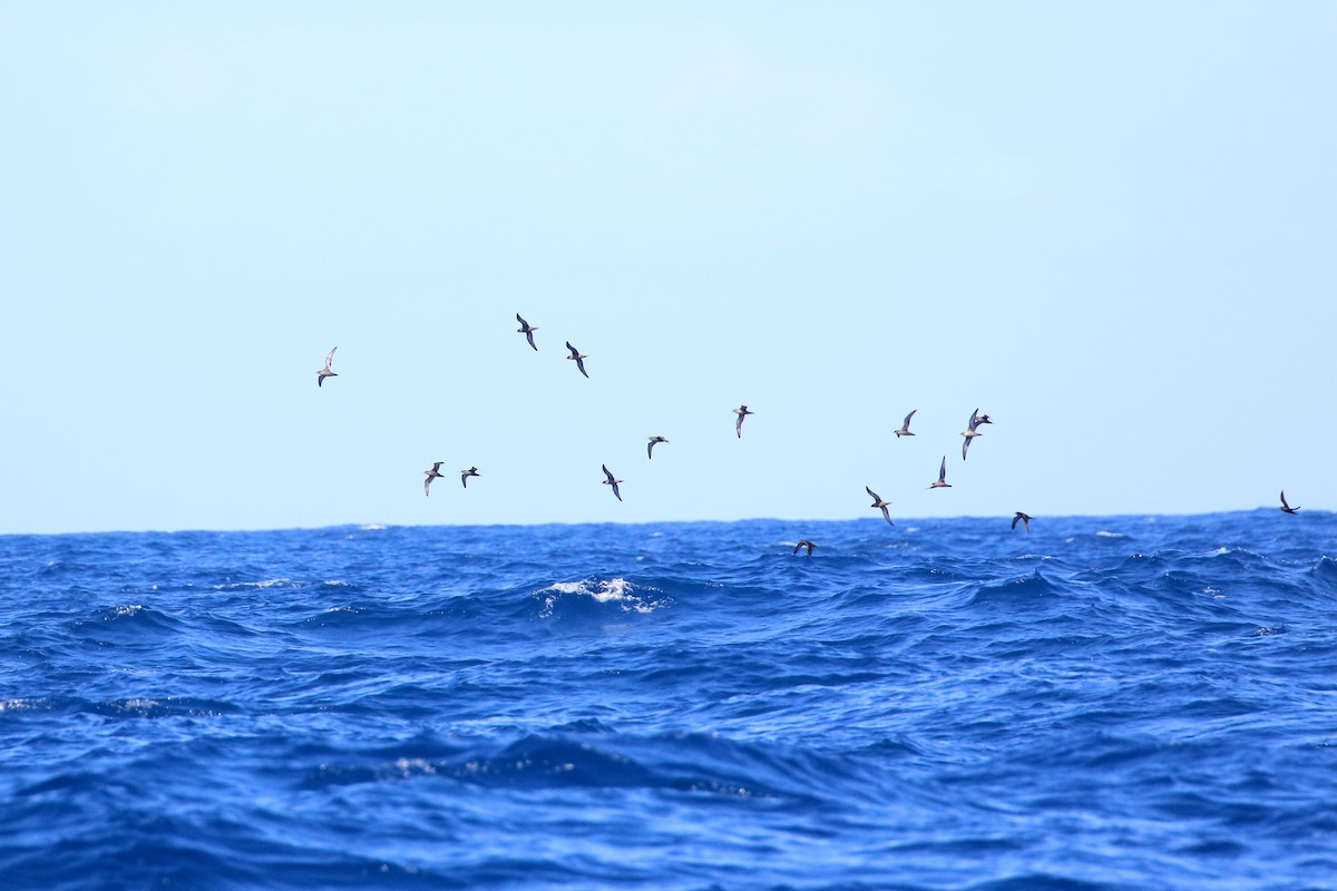 Short-tailed Shearwater - ML189960021