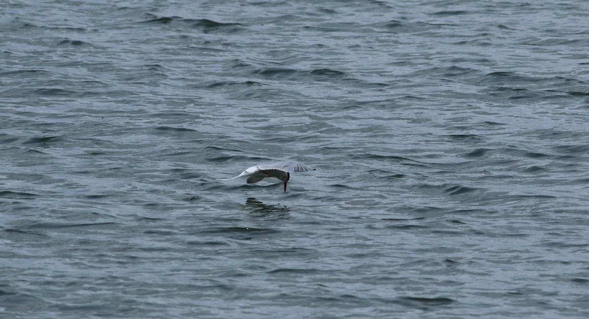 Common Tern - ML189960031