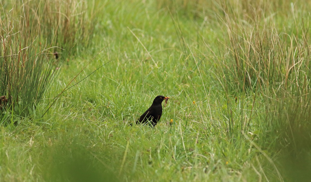 Eurasian Blackbird - Andrew Steele