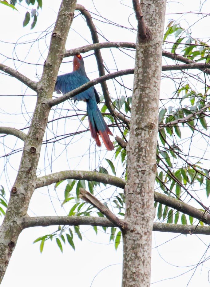 Chestnut-breasted Malkoha - ML189961161