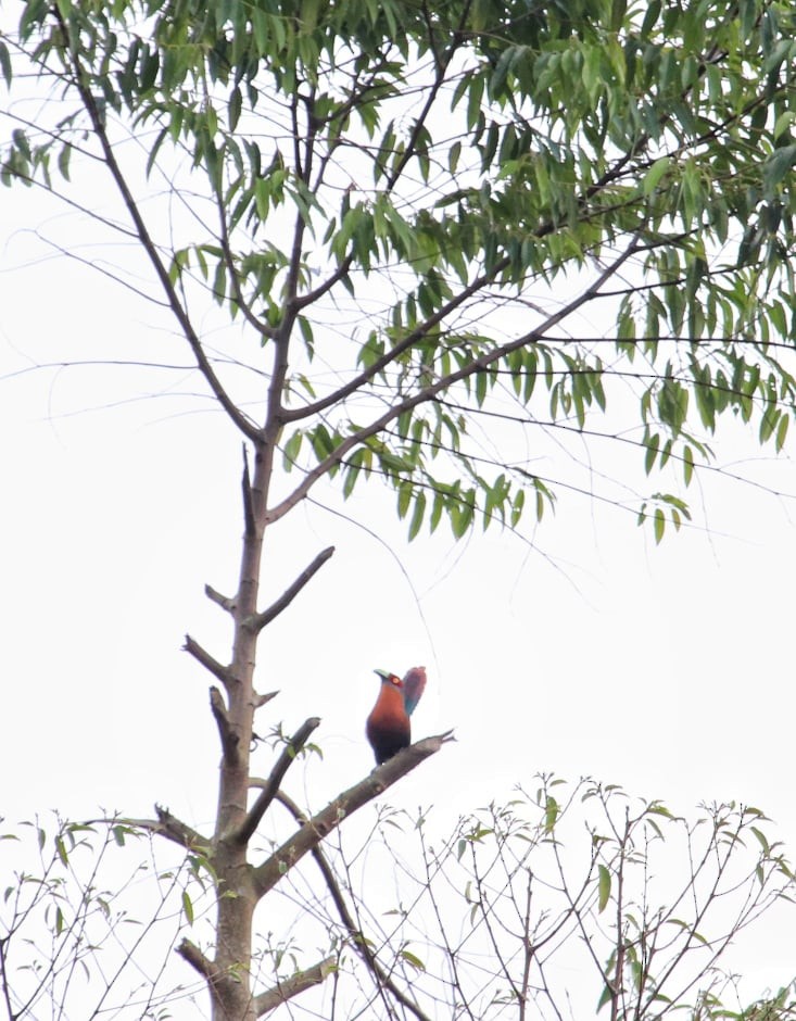 Chestnut-breasted Malkoha - ML189961181